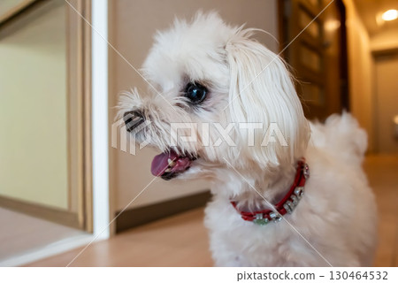 行為良好的馬耳他他人 130464532