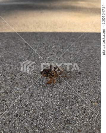 Cicadas in the process of emerging 130464734
