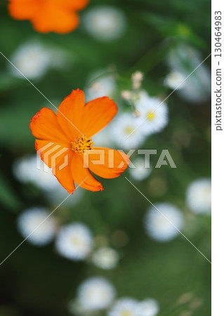 Bright orange yellow cosmos 130464983