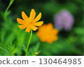  Kivanacosmos 130464985
