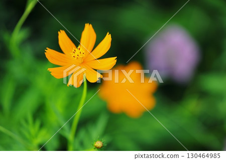  黃波斯菊 130464985