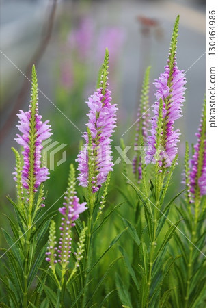 Physostegia virginiana 130464986