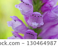 Hana no Ranoo 130464987