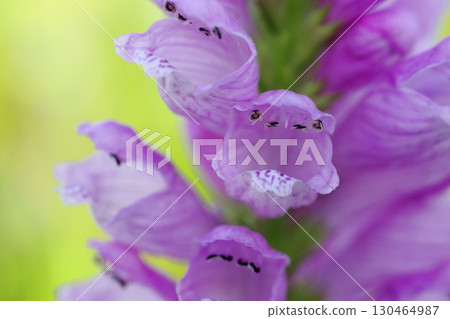 花之亂 花之亂 130464987