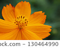  Kivanacosmos 130464990