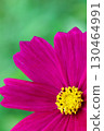 Cosmos 130464991