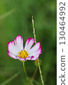 Cosmos 130464992