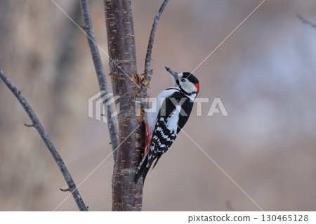 Male of Akagera 130465128