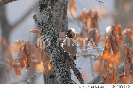 Autumn leaves and Eurasian jays Autumn leaves and Eurasian jays 130465130