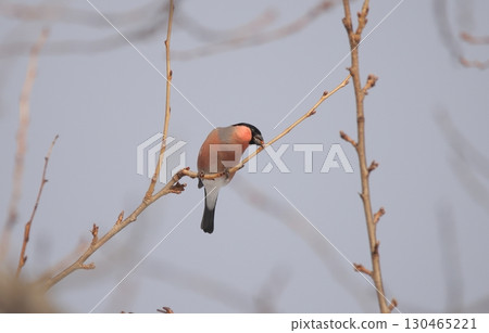一隻紅胸灰雀正在啄食新芽 一隻紅胸灰雀正在啄食新芽 130465221