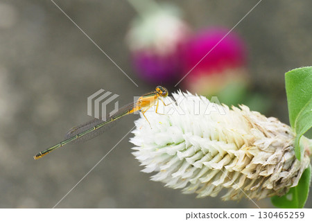 一隻藍蜻蜓（未成熟雌性）停在一朵千日紅花上 130465259