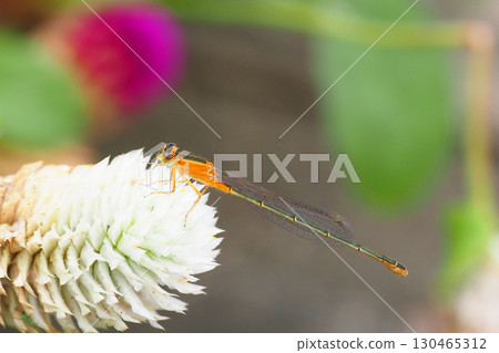 A blue-winged damselfly (immature, heterochromatic, female) resting on a globe amaranth flower 130465312
