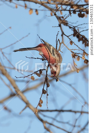 A male red finch pecking at autumn elm seeds 130465331