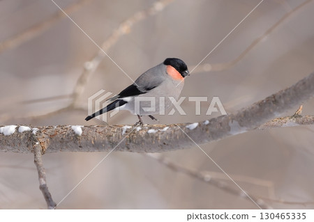 A lie male 130465335