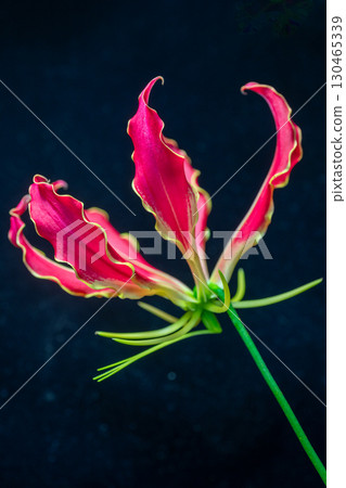 Gloriosa flowers 130465339