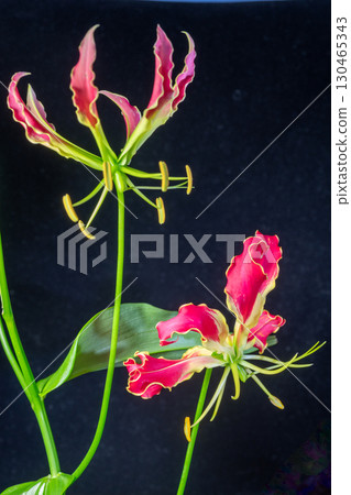 Gloriosa flowers 130465343