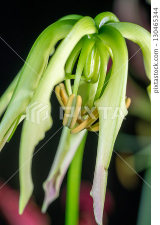 Gloriosa flowers 130465344