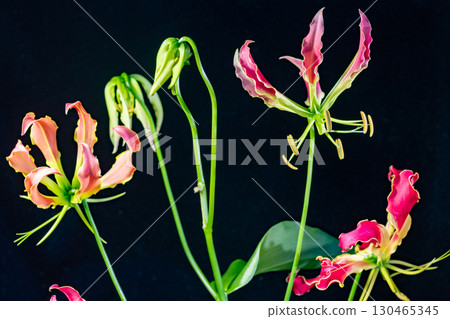 Gloriosa flowers 130465345