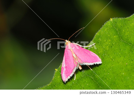 American pink moth 130465349