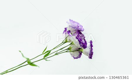 提供：紫色新鮮土耳其風鈴草的照片，複製空間，白色背景，春季，夏季，秋季 130465361