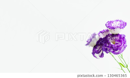 Purple fresh Turkish bellflower photo, copy space, white background, spring, summer, autumn Purple fresh Turkish bellflower photo, copy space, white background, spring, summer, autumn 130465365