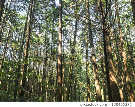 沐浴在陽光下的雪松林 130465375