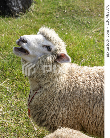 微笑的羊 130465376