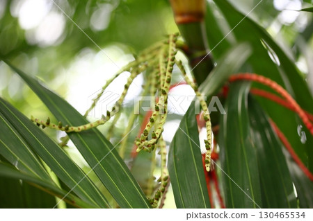 Areca nuts soaked in the rain 130465534