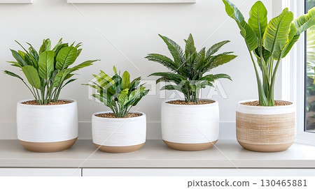 Indoor Plants Display in Modern White Pots with Natural Elements in Bright Living Room 130465881