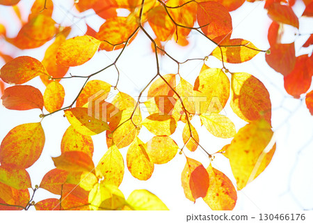 Autumn leaves background material 130466176