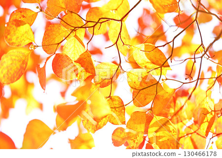 Autumn leaves background material 130466178