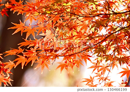 改變葉子的Momiji 130466199