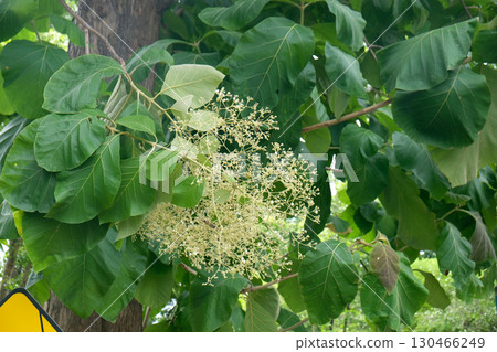 teak plant flowers 130466249