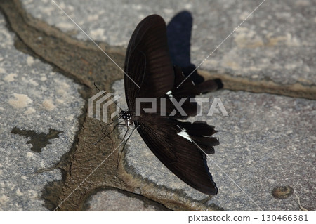 Monkiage 是 Monkiage 是 130466381