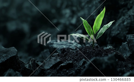 Tree shoots on coal rock replant conservation theme in mining field 130466885