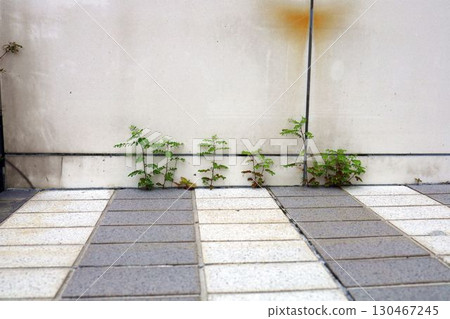 Weeds growing neatly in rows on the wall Weeds growing neatly in rows on the wall 130467245