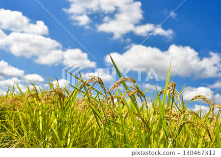 結果的水稻穗 130467312