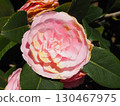 Pink camellia 130467975