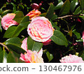 Pink camellia 130467976