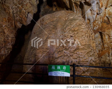 Cycads in Akiyoshi Cave 130468035