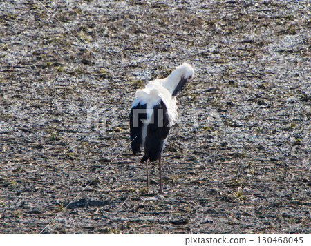 A stork landing with its wings spread A stork landing with its wings spread 130468045