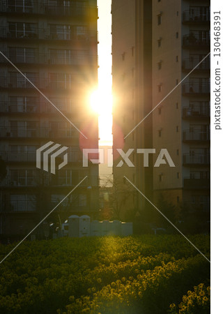 Sunset and rape blossoms seen from the apartment 130468391