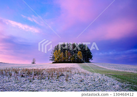 十月中旬清晨,美瑛的七星樹上飄落著雪花 十月中旬清晨,美瑛的七星樹上飄落著雪花 130468412