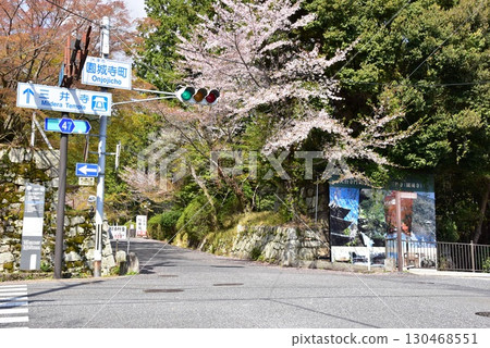 Otsu City: Mii-dera (Onjo-ji) intersection and cherry blossoms in full bloom 130468551