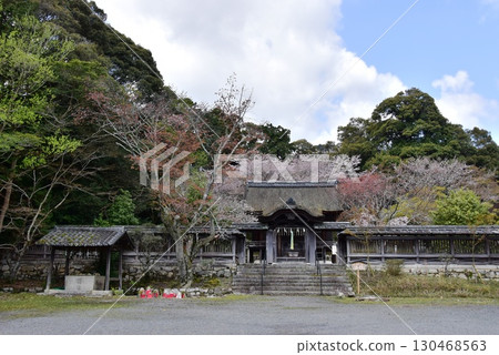 大津市:禦寶社唐門與三井寺(園城寺)境內的櫻花盛開 大津市:禦寶社唐門與三井寺(園城寺)境內的櫻花盛開 130468563