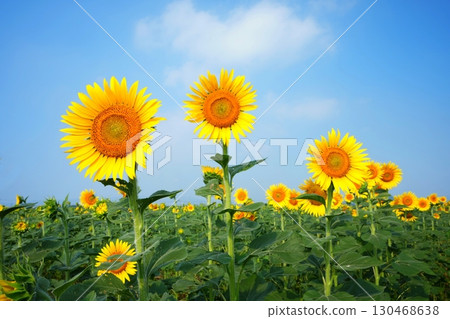 Sunflower field 133 130468638