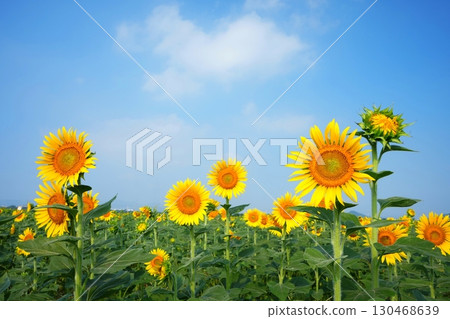 Sunflower Field 136 Sunflower Field 136 130468639
