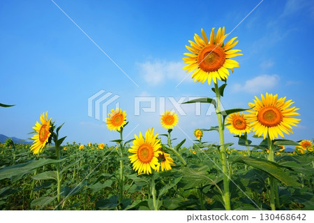 Sunflower Field 143 Sunflower Field 143 130468642
