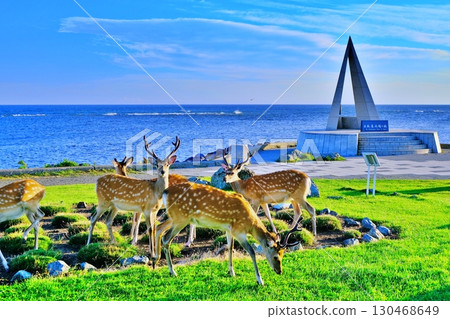 北海道鹿出現在宗谷岬 130468649
