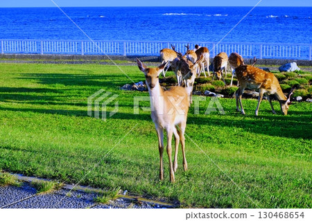 北海道鹿出現在宗谷岬 130468654
